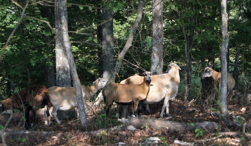 With forbes, grass available BHR grass fed sheep eat contentedly in rotationally grazed paddocks